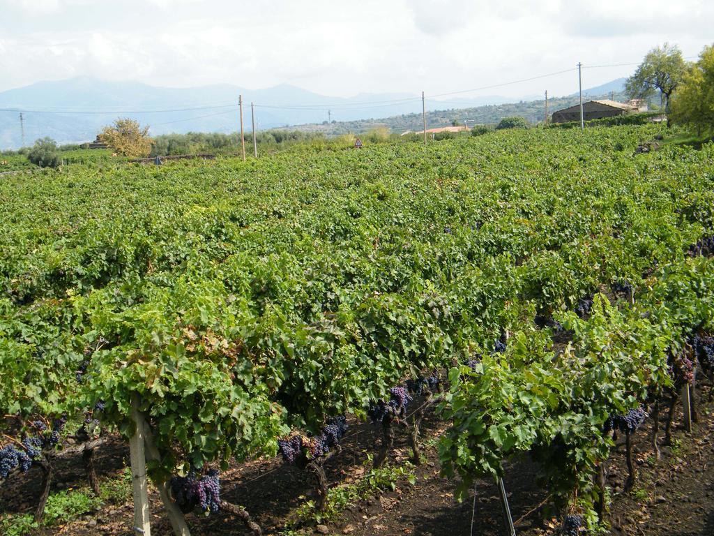 Etna Wine Azienda Agrituristica Passopisciaro Exterior foto